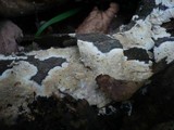 Ceraceomyces serpens image