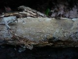 Ceraceomyces serpens image