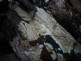 Ceraceomyces serpens image