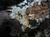 Ceraceomyces serpens image