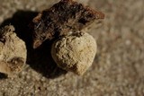 Lycoperdon acuminatum image