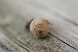 Lycoperdon acuminatum image