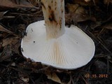 Hygrophorus subsordidus image