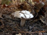 Hygrophorus subsordidus image