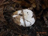 Hygrophorus subsordidus image