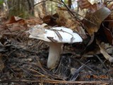 Hygrophorus subsordidus image