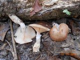 Armillaria gallica image