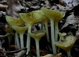 Chrysomphalina strombodes image