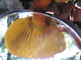 Phylloporus rhodoxanthus image