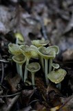 Chrysomphalina strombodes image
