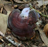 Ganoderma curtisii image