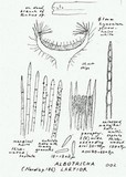 Albotricha laetior image