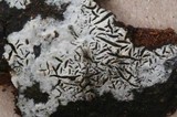 Hypochnicium geogenium image
