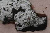 Hypochnicium geogenium image