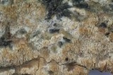 Antrodia serialis image