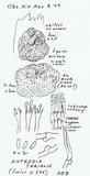 Antrodia serialis image