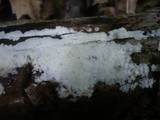 Sidera lenis image