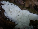 Sidera lenis image