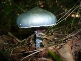 Stropharia aeruginosa image