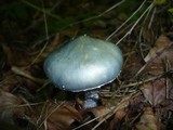 Stropharia aeruginosa image