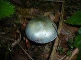 Stropharia aeruginosa image