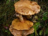Suillus tridentinus image