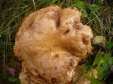 Suillus tridentinus image