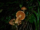 Suillus tridentinus image