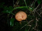 Suillus tridentinus image