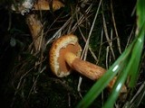 Suillus tridentinus image