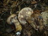 Suillus viscidus image