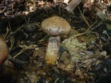 Suillus viscidus image