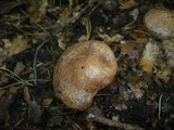Suillus viscidus image