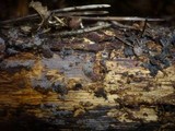 Tomentella fuscocinerea image