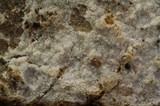 Botryobasidium candicans image
