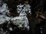 Trechispora fastidiosa image