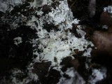 Trechispora fastidiosa image