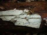 Tubulicrinis subulatus image