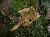 Boletus rubellus image