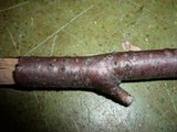 Cryptosporella suffusa image