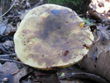 Phylloporus rhodoxanthus image