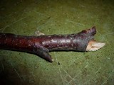 Cryptosporella suffusa image