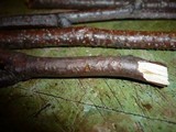 Cryptosporella suffusa image