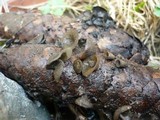 Rutstroemia bulgarioides image