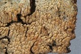 Hyphodontia breviseta image