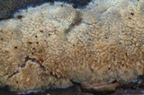 Basidioradulum crustosum image