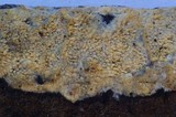 Basidioradulum crustosum image