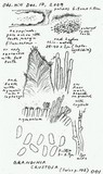 Basidioradulum crustosum image