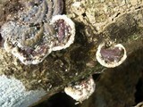 Earliella scabrosa image