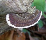 Earliella scabrosa image